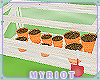 MyriotColdFrame2