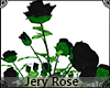 [JR] Black Roses Bush