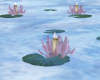 Island Paradise Lotus