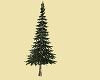 BK Pine Tree
