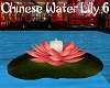 Chinese Water Lily 6