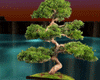 [kyh]water_bonsai