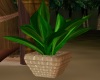 Tropical Plant