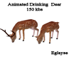 ani drinking deer 