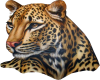 beautiful leapard