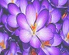 Purple Floral  Poster