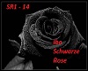 Ibo Schwarze Rose