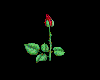 Tiny Rose Red