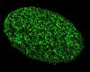Green Fuzzy Rug