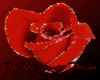 BEAUTIFUL ROSE...