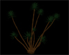Desert Yucca Plant