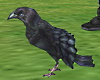 Animated Halloween Raven