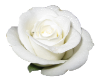 [A] White Rose