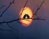 Love bird picture