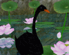 Q*BLACK SWAN (BK ROSE)
