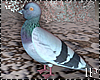 Dove Animated Realistic