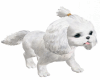 Cute Puppy with Trigs