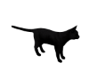 Animated Black Cat