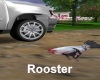 [BD]Rooster