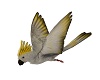 Anim Flying Cockatoo