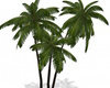 Palm Trees group of 3