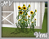 *MV* Sunflowers