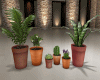 Paris Potted Plants