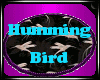 Humming Bird Club 2 Rug