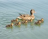 Mother Duck and Chicks