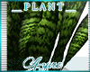 *A* Tradi Plant 3