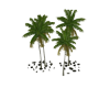 Tropical Coconut Trees