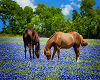 Texas Flowers Horses V2