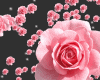 sw dj pink roses