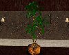 JE Maranta Plant Oak Pot