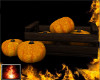 HF Torvi Crate Pumpkins