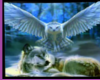 Owl Wolf Pic