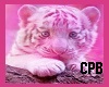 {CPB} Tiger Nursery