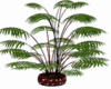 club applebottom plant