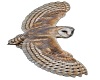 Barn Owl Flying Sticker