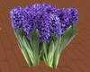 *OI* Purple Hyacinth