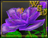 2 Rose Bush Lavender