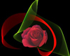 Beautiful Rose for black