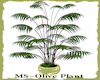 MS~Olive Plant