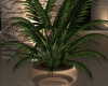 Potted Plant office