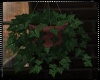 Billard Club Ivy Plant