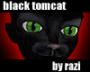 Black Tomcat