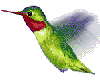 hummingbird animated