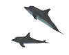 Dolphin Anim (no flash)