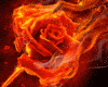 Rose on Fire Flames