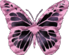 BUTTERFLY FOR PIGMY